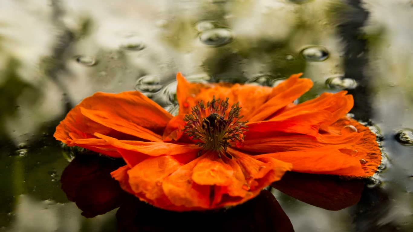 Is It Burnout or Perimenopause? How to Tell the Difference?